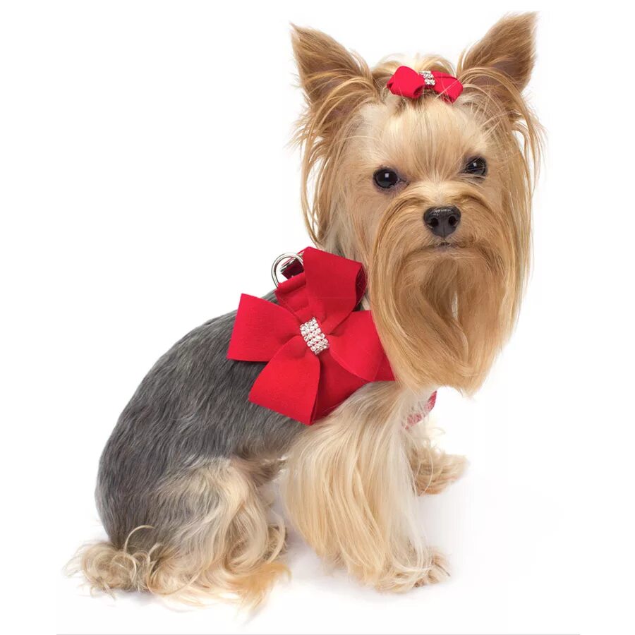 шлейка для маленькой собаки. поводок для йоркширского терьера. шлейка для щенка йорка. шлейка для собак йорк. шлейка герда zoo-m.