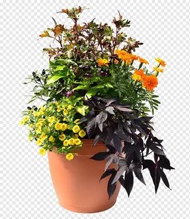 Holiday plants