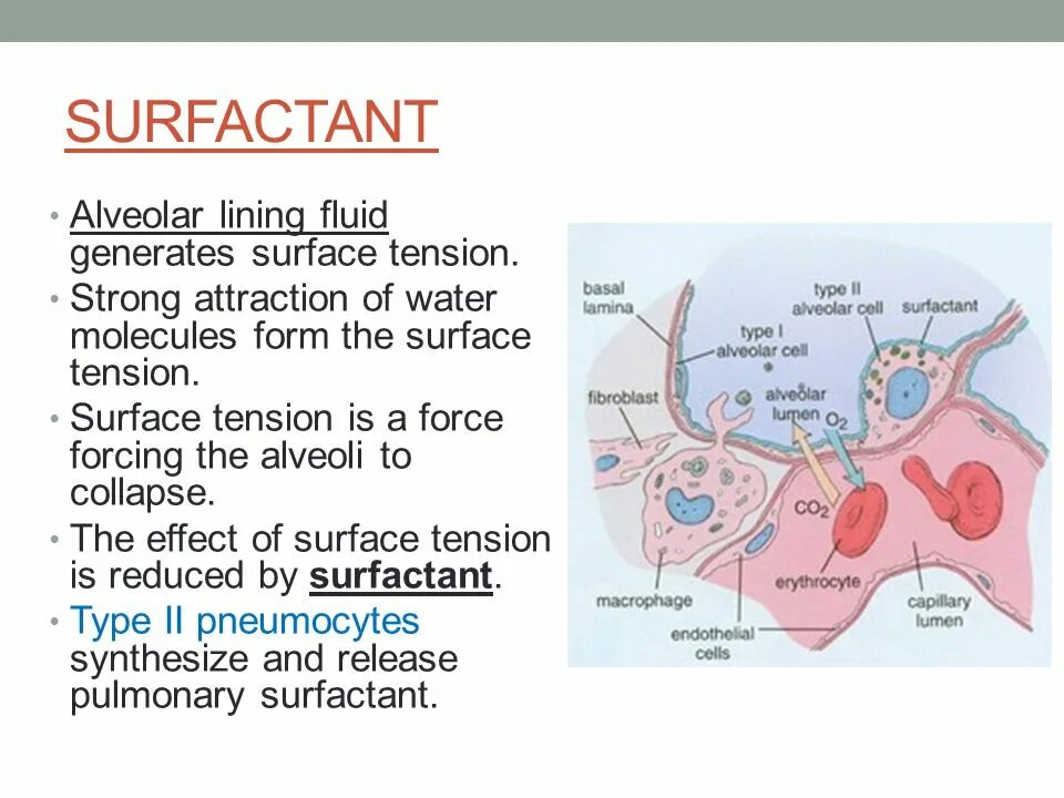 Сульфактант. Лёгочный сурфактант. Сурфактантный комплекс. Сурфактантная система легких. Сурфактант и его функции.