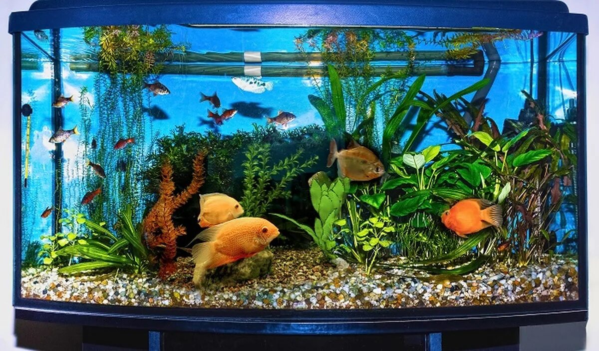 Аквариум содержание и разведение. Juwel lido 120 led. компресор для акваріум голубой. наклеить фон аквагелем на аквариум. как наклеить фон на аквариум без пузырей.