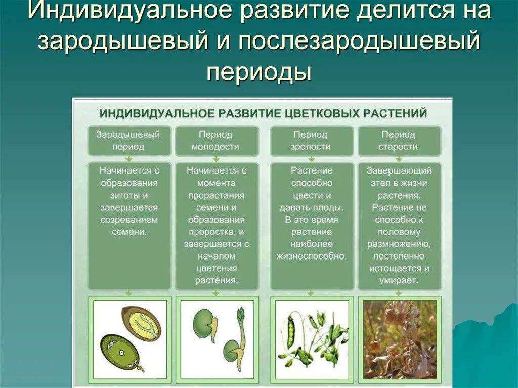 Периоды индивидуального развития растений. Биология 6 класс этапы роста и развития растений. Основные этапы развития цветковых растений биология 6 класс. Стадии развития цветковых растений