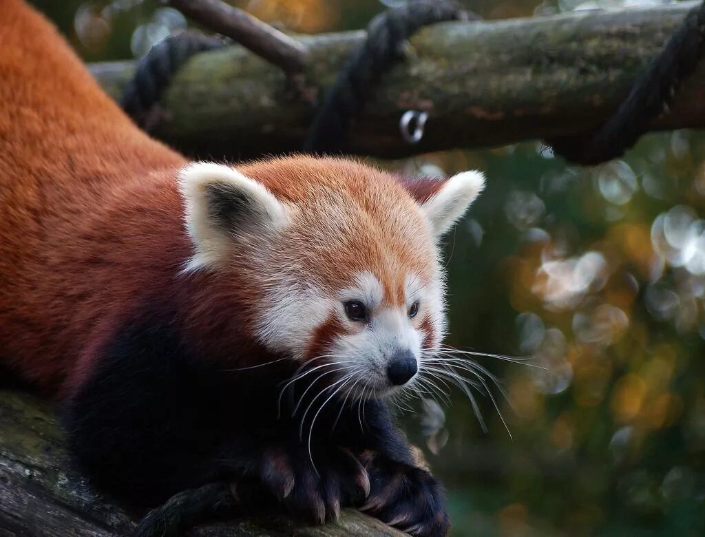 Красная па. Малая Панда. Ailurus Fulgens. Красная Панда. Малой панды (Ailurus Fulgens).