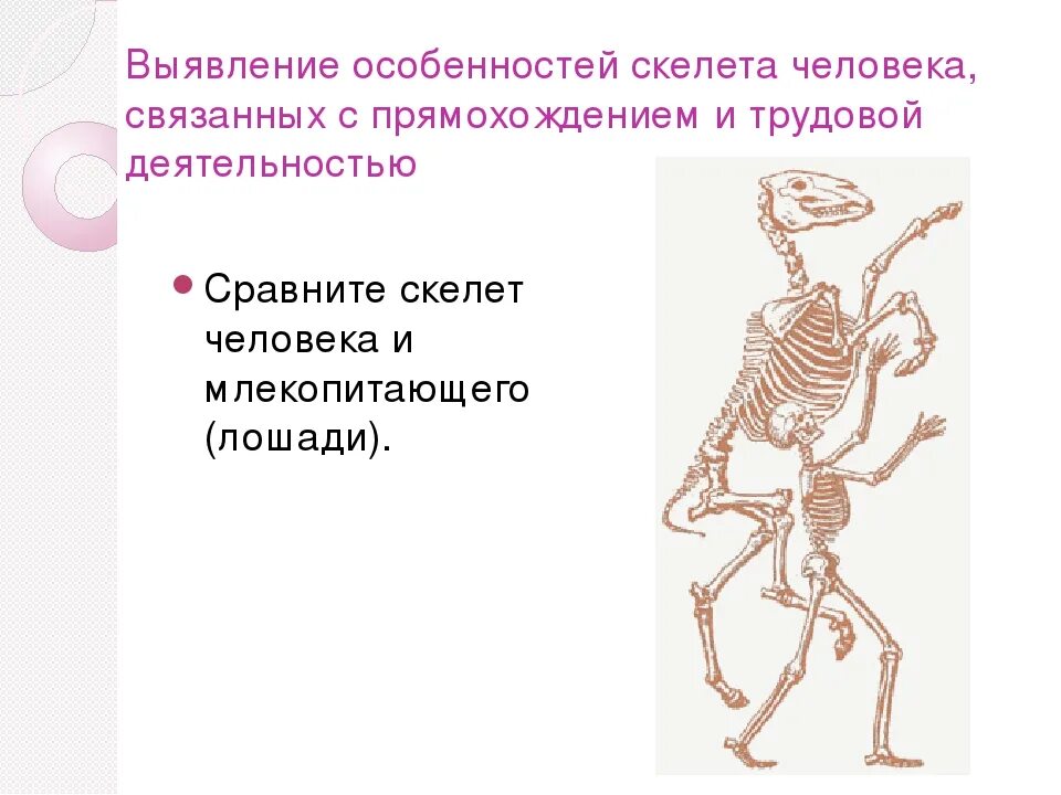 Приспособления скелета к прямохождению. Приспособления к прямохождению у человека. Особенности скелета. Особенности скелета человека.
