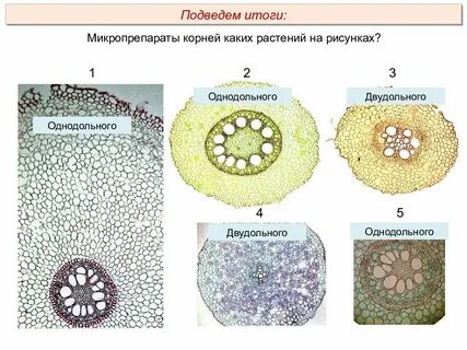 Корневая система однодольных и двудольных растений