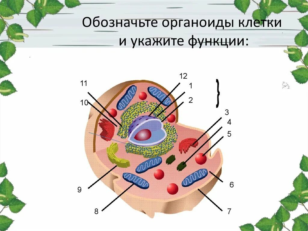 Строение клетки органоиды клетки. Функции клеточных органоидов рисунок. Учения о клетке.органоиды клетки. Органеллы клетки схема. Внутренняя среда клеток органоид