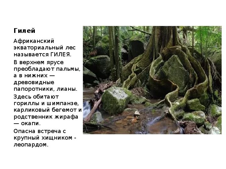 Какие растения в экваториальных лесах африки. Гилеи ярусы. растения и животные гилеи африки. гилея. лес гилея.