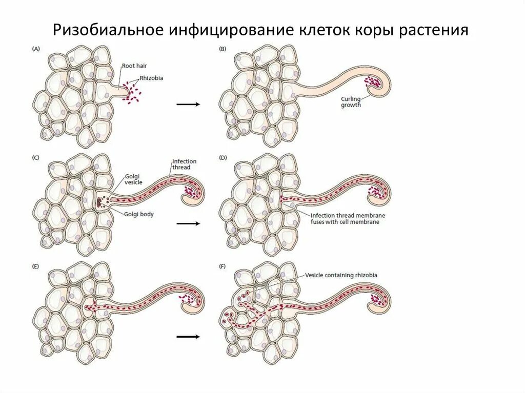 Минеральное питание клеток. Симбиоз схема. Ассимиляция поглощенных Минеральных элементов в растении.. Ассимиляция серы в растениях. Ассимиляция элементов минерального питания- процесс.