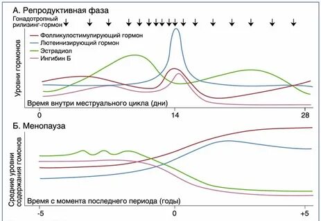 Какие женские гормоны сдавать при климаксе
