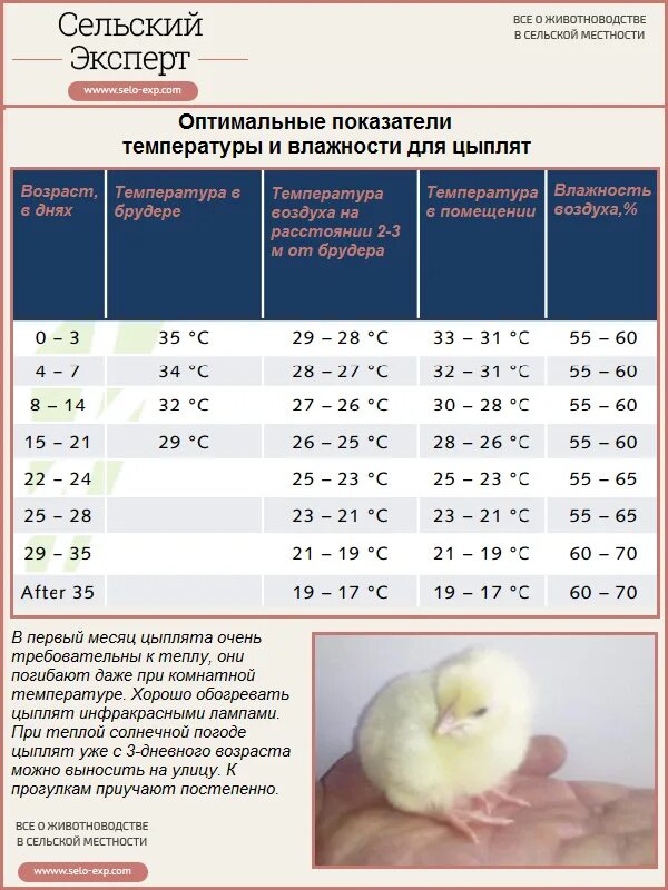 Выключать ли свет цыплятам на ночь. Температурный режим для бройлеров 1-3 недели таблица. Температурная таблица для выращивания бройлеров. Оптимальная температура для цыплят бройлеров суточных. Температура для суточных цыплят бройлеров в брудере.