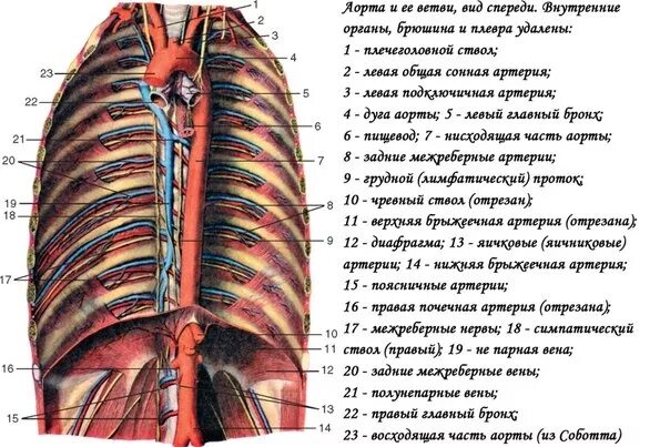 Дуга аорты анатомия. Пристеночные ветви грудной части аорты. Ветви грудной части аорты анатомия. Ветви аорты анатомия человека.