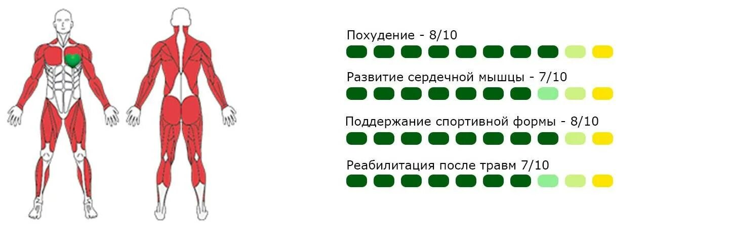Эллипсоид мышцы какие. Эллипсоид какие мышцы задействованы. тренажер эллипс группы мышц. эллипс какие мышцы работают. эллиптический тренажер группы мышц тренирует.