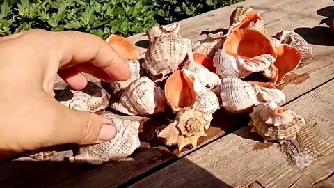 Как почистить ракушку