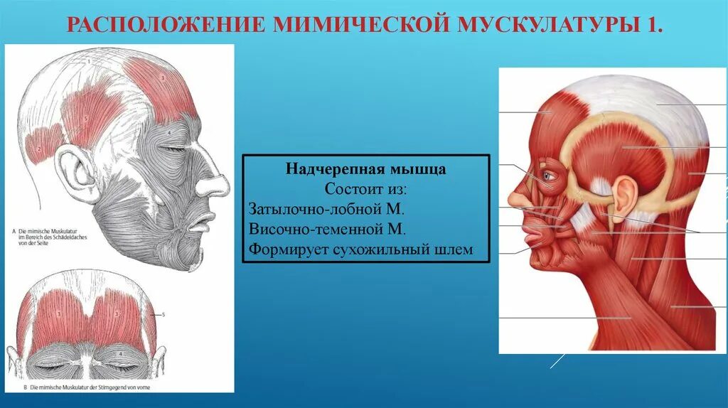 Надчерепную мышцу. Надчерепную мышцу