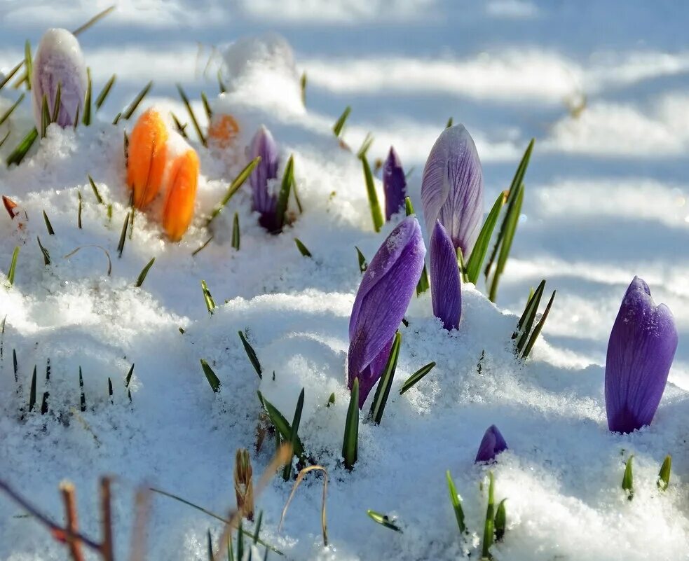 Цветы из под снега. Весенние цветы в снегу.