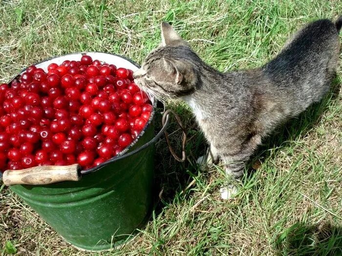 Коты ягоды. Котик с ягодами. кошачья ягода. кошачий ягодный. коты и клюква.