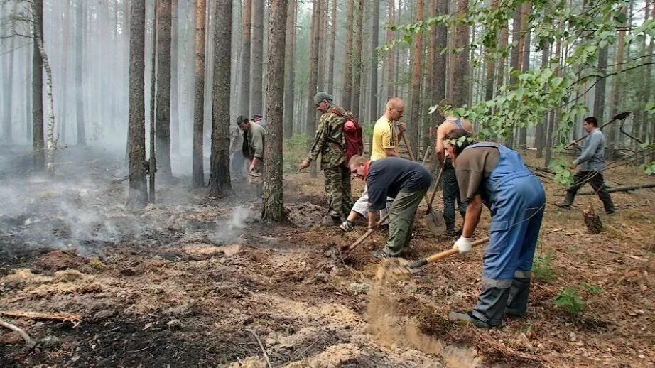 Лесные пожары в амурской области. Октябрьский лес. Подмосковье пожар в лесу. Захват гибель растений. Лесоторфяные пожары подмосковья.