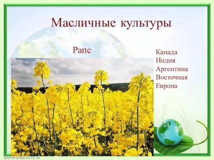 Маслична культура