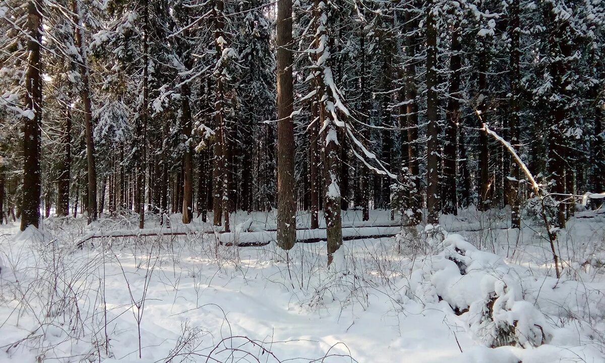Лесу подмосковья зимой. Лесной массив в подмосковье зимой. зима в подмосковье раменское. природный парк чудес в подмосковье зимой. гайд зима в подмосковье.