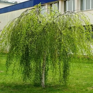 Береза повислая вид растений рода береза
