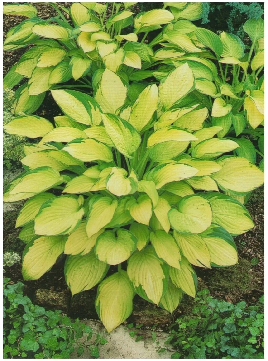 голд хосты. хоста гибридная голд стандарт. хоста форчуна gold standard'. хоста форчуна голд стандарт. голд хосты.