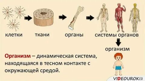 Органы тканевый уровень