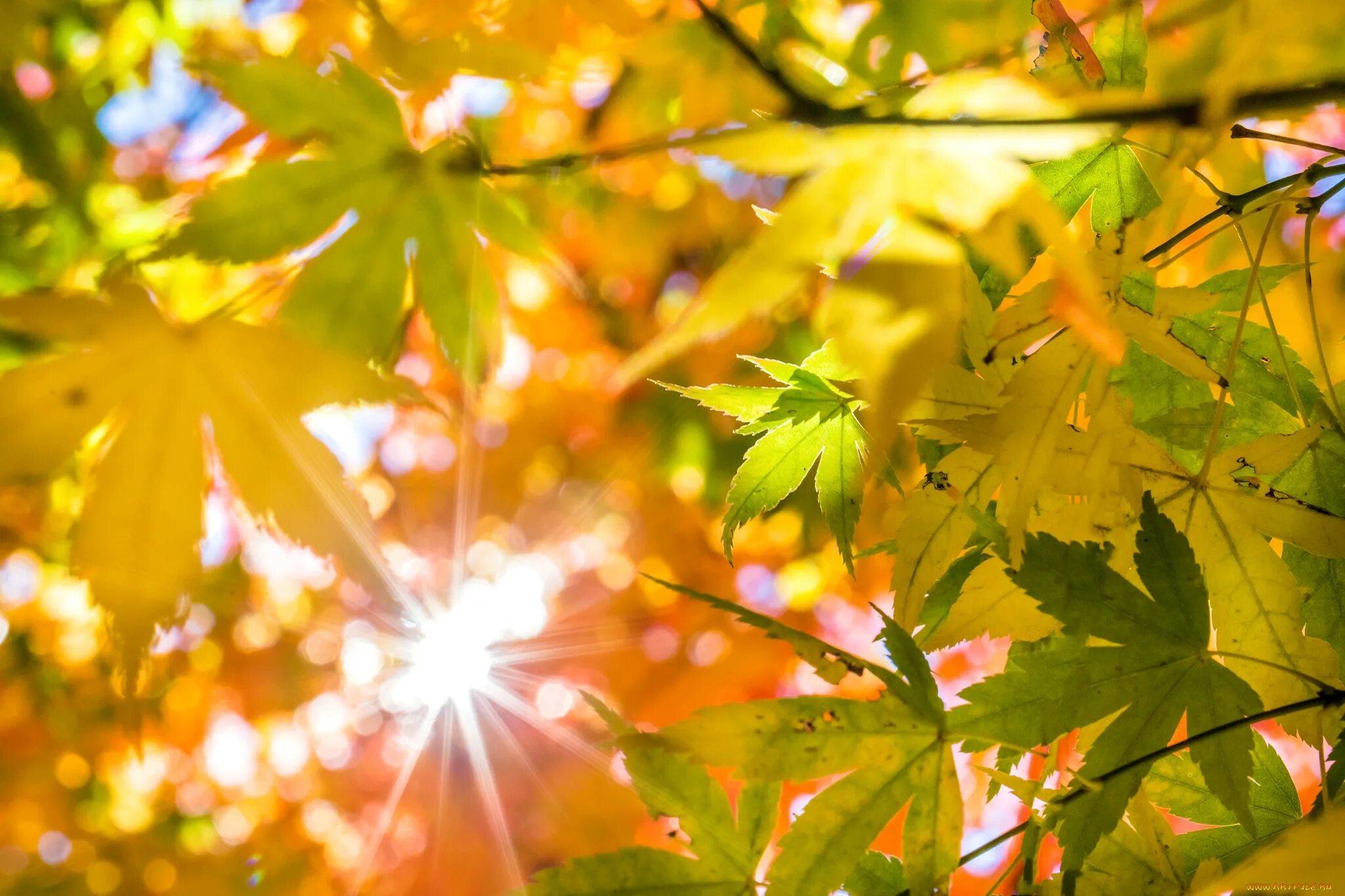 Золотом заполыхала листва. Осень солнце. Осень листья солнце. Солнце осенью. Осенний листочек в солнечных лучах.
