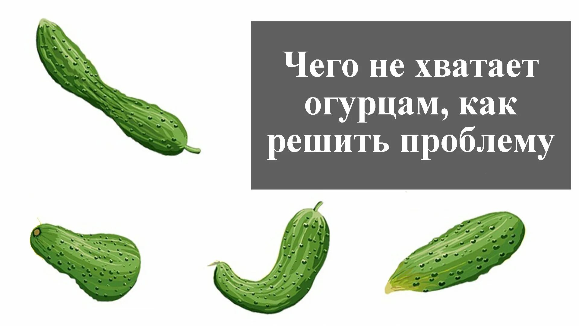 Почему плоды огурцов. Огурцы. Форма огурца. Огурцы растут кривые. Огурцы крючковатые причина.