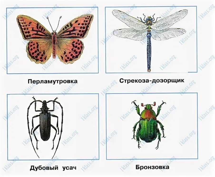 Насекомые окружающий мир 2 класс рабочая. Окружающий мир рабочая тетрадь насекомые. Красота животных окружающий мир. Окружающий мир 2 класс рабочая тетрадь 2 часть насекомые.