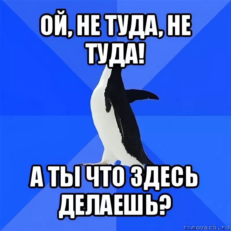 Ни перебирал. Ни перебирал. Смешные опоссумы демотиваторы. Картинка когда перебрал. Ни перебирал.