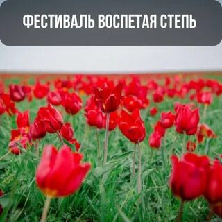 Фестиваль воспетая степь ростовская область
