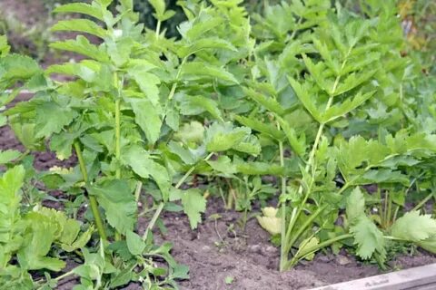 When to plant
