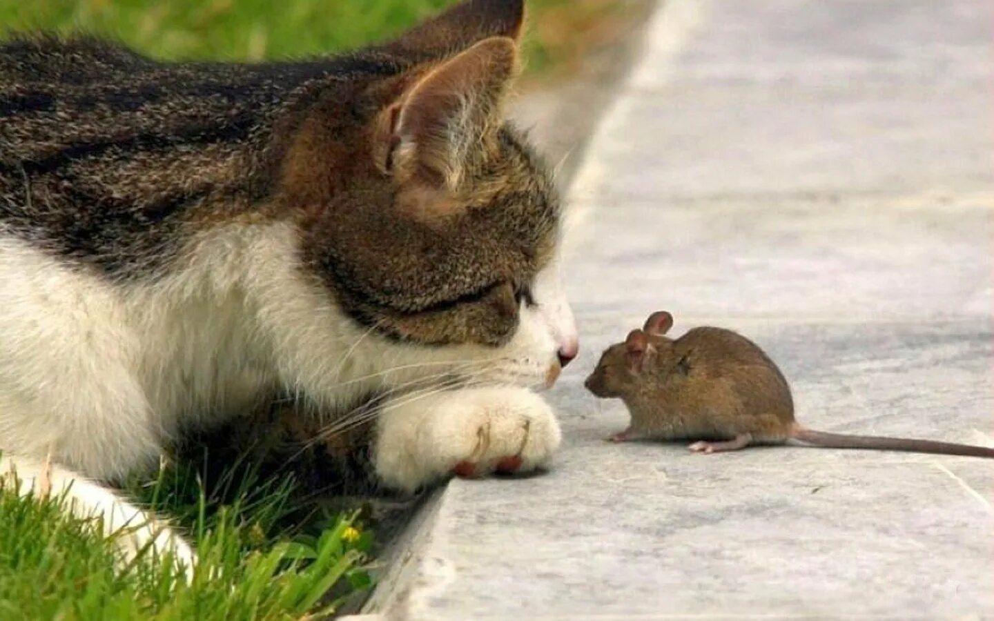 Котенок мышь. Кошки-мышки. Кот и мыши. Кот ловит мышку. Кошка дружит с мышкой.