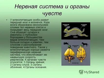 Какой тип нервной системы у млекопитающих