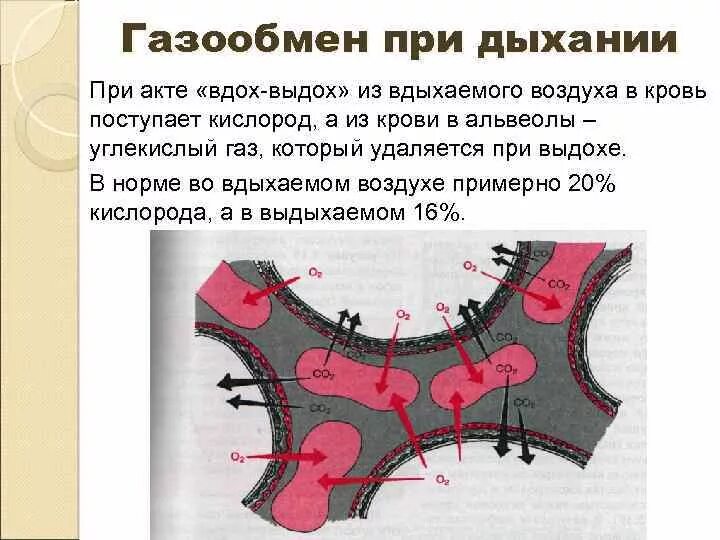 При диффузии газов в легких происходит. При выдохе альвеолы. Причины вызывающие газообмен в легких вдох выдох. 2. Из крови в альвеолы поступает в значительном количестве __________ГАЗ.. Кислород поступает из альвеол лёгких в кровь потому что его.