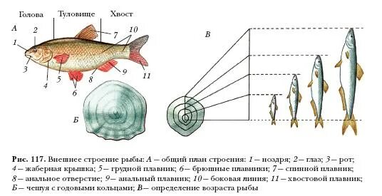 Строение рыбы. Строение рыбы егэ биология. Строение рыбы. Внешнее строение рыб тест 7 класс биология. Надкласс рыбы строение.