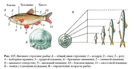 Внешнее строение рыбы биология. Внешнее строение чешуи рыбы. Внешнее строение рыбы 7 класс биология. Внешнее строение рыб плавники. Передвижение рыб 7 класс биология лабораторная работа