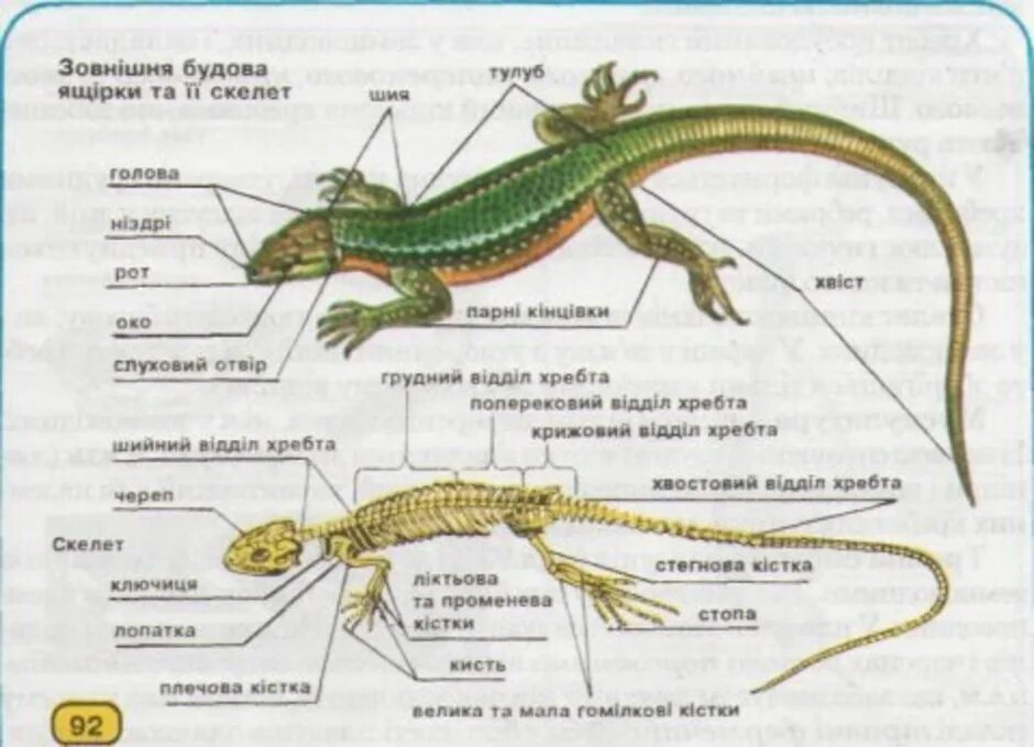 Внешнее строение прыткой ящерицы биология 7 класс. Внешнее строение прыткой ящерицы. Пресмыкающиеся внутреннее строение. Внутреннее строение пресмыкающихся скелет.