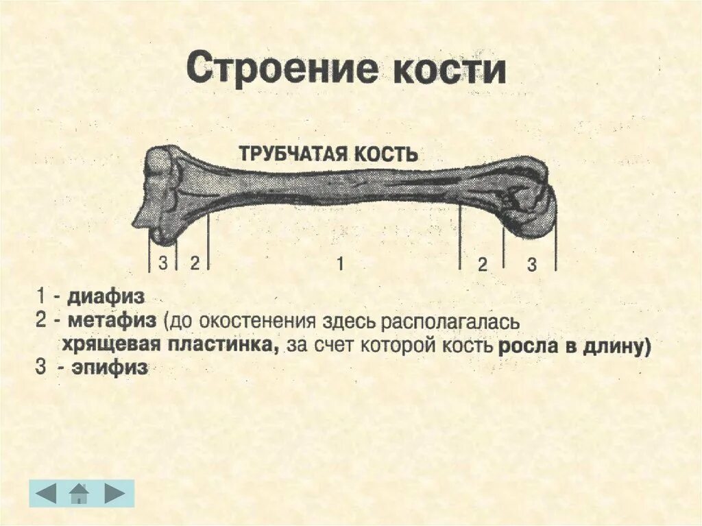 Трубчатая кость человека строение. Отделы длинной трубчатой кости схема. Трубчатая кость строение метафиз. Трубчатая кость внешнее строение. Части трубчатой кости