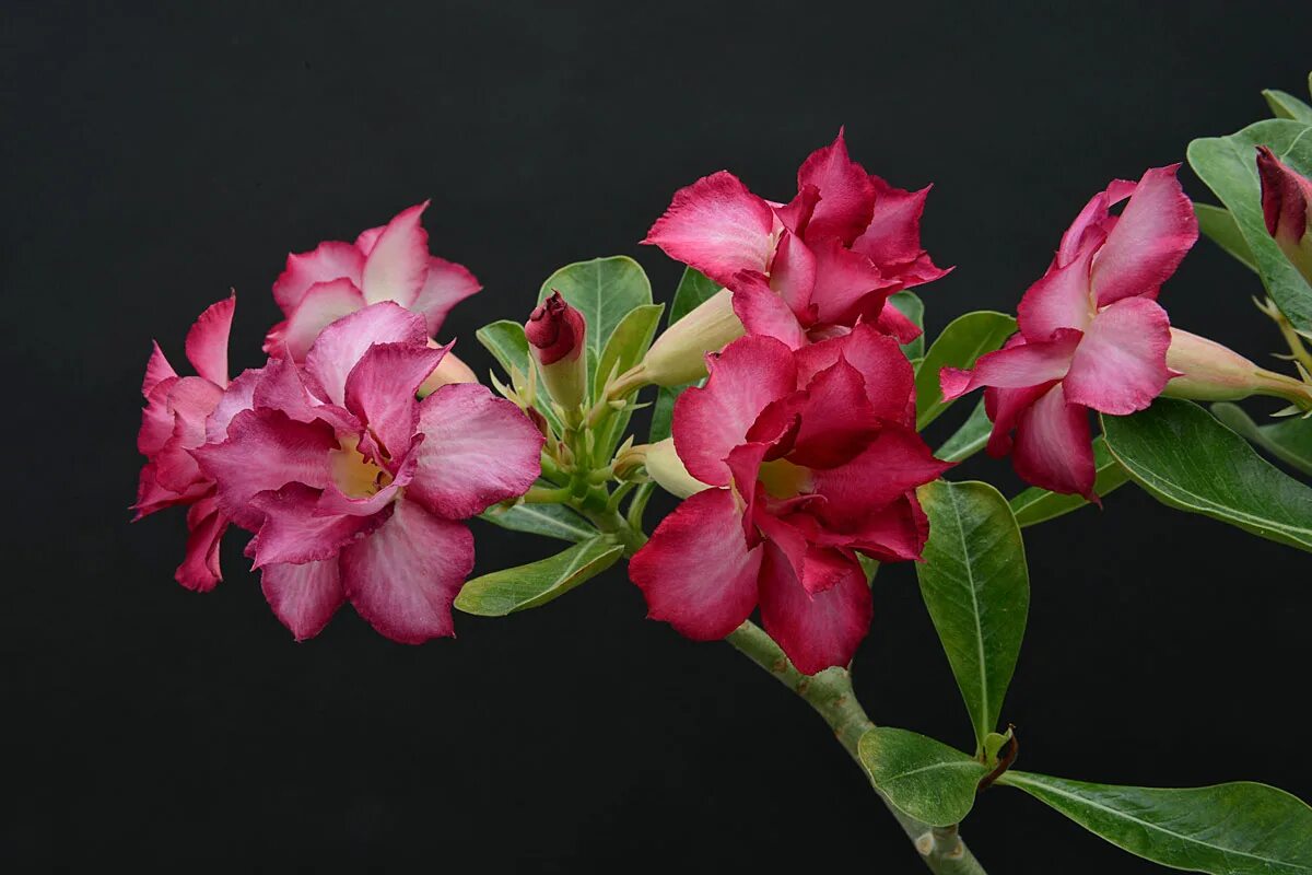 адениум не цветущий. адениум начинает цвести. адениум кактусы. как заставить цвести адениум. адениум зацветает.