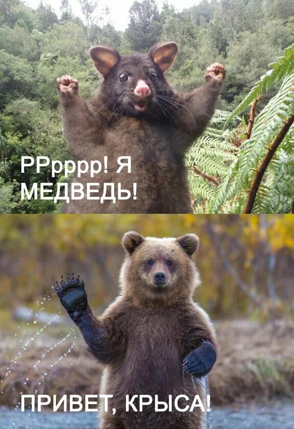 Привет медведь читать. Привет медведь. Надпись медведь. Привет Медвежонок. :-) Медведь смешная привет.