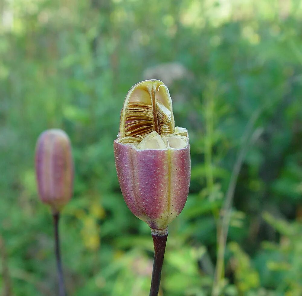 Букет из лилий в шляпной коробке. Коробочки лилии. Коробочки лилии. Лилии в шляпной коробке. Коробочки лилии.