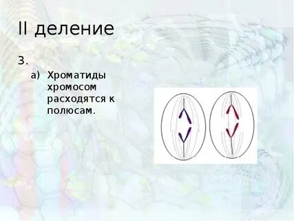Хромосомы расходятся к полюсам клетки в фазе