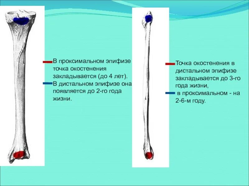 Эпифиз метафиз диафиз лучевой кости. Лучевая кость эпифиз метафиз. Проксимальный дистальный вентральный дорсальный. Классификация переломов ветеринария. Метафиз диафиз эпифиз большеберцовой кости голени.