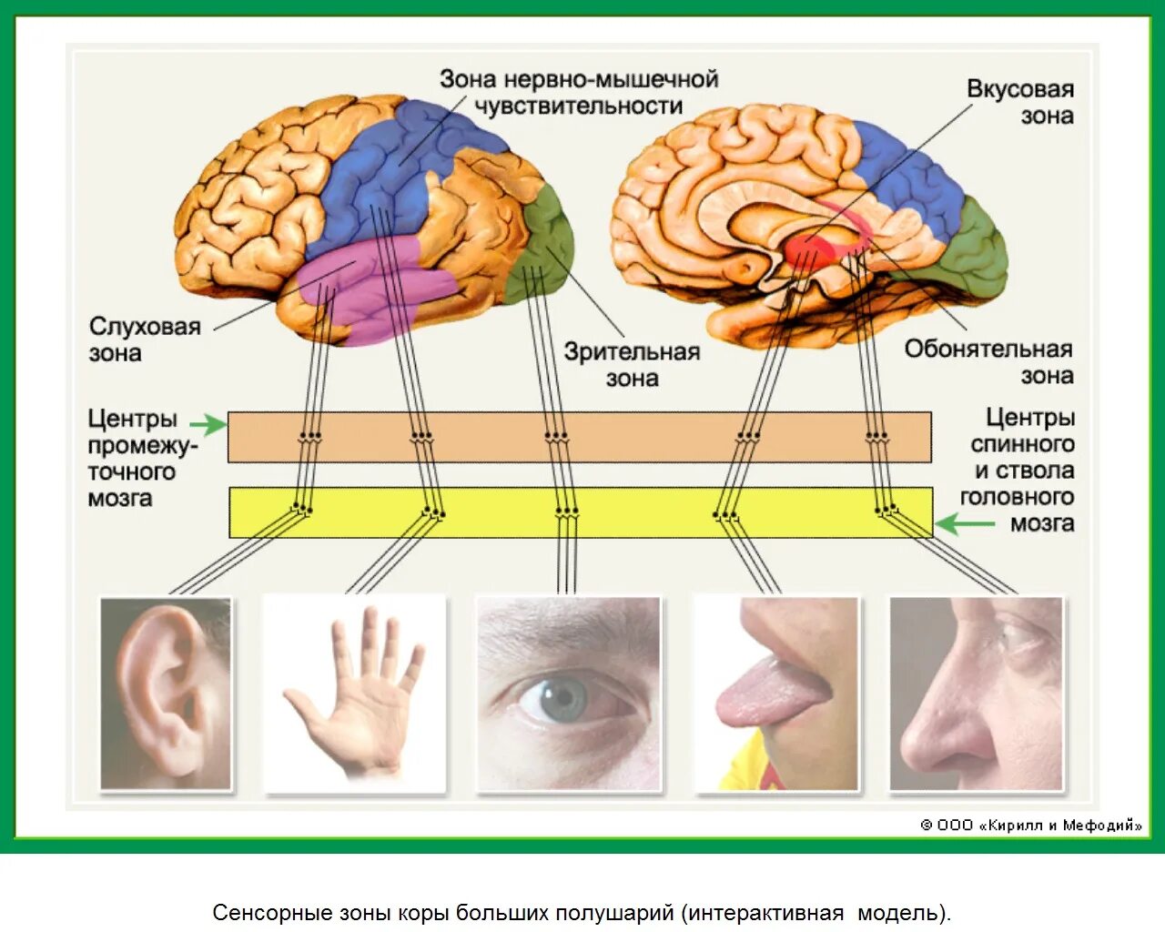Зоны восприятия мозга. Анализаторы слуховой зрительный вкусовой обонятельный и тактильный. Слуховой анализатор орган чувств и рецепторы. Зоны мозга отвечающие за органы чувств. Строение анализатора мышечной чувствительности.