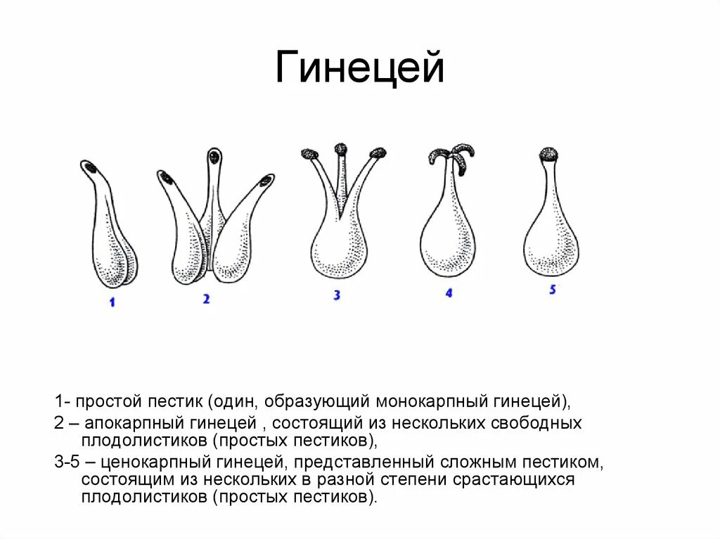 #Вышраст@olymp_bio Типы гинецея. 2020 Олимпиады по биологии АПО ВКонтакте