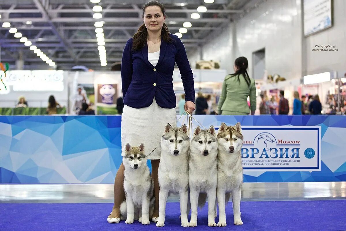 Выставки собак в москве в марте. Выставка собак Евразия. Выставка собак в Москве. Конкурс питомника на выставке собак. Выставка собак награждение в Москве.