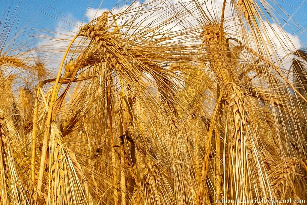 Поле с колосьями. Плотноколосая пшеница. Рожь вятка 2. Рожь с двумя нн. Рожь (secale).