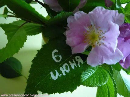 День шиповника
