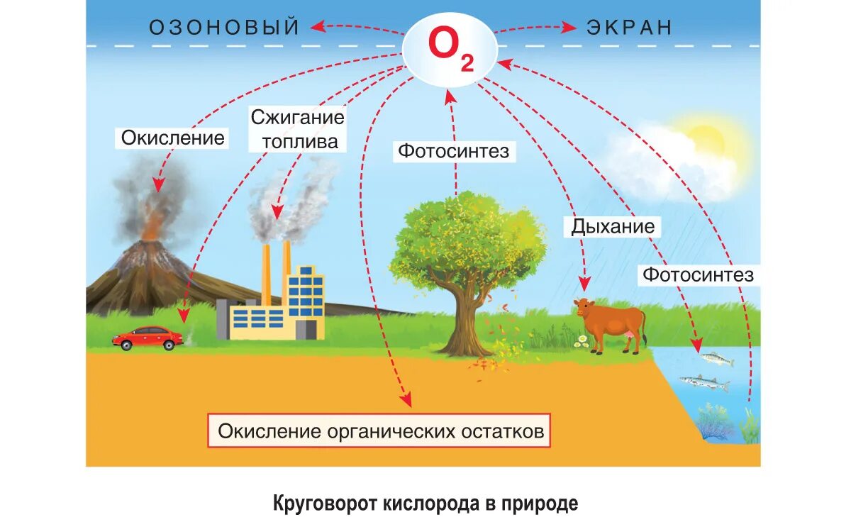 Кислород уменьшается. Круговорот кислорода (по е. а. Криксунову и др., 1995). Круговорот веществ в природе кислород. Круговорот кислорода в природе рисунок. Круговорот кислорода в биосфере кратко.