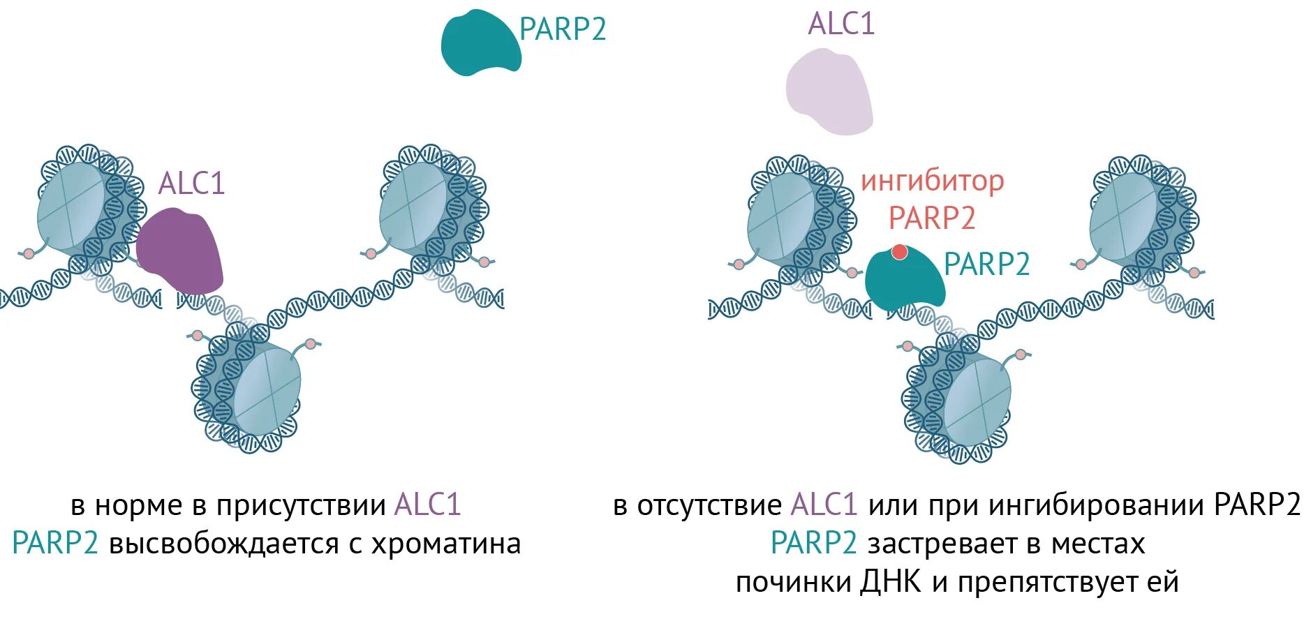 Ингибиторы рака